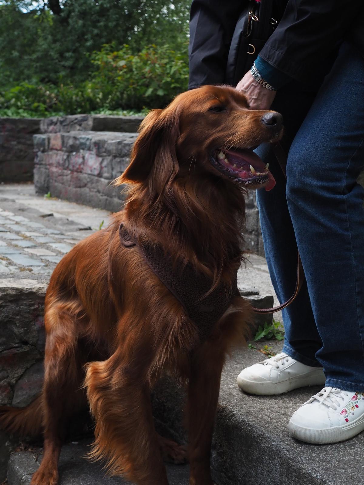 Finley the dog